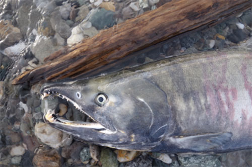 jpg A dead chum salmon in the Delta River after it had returned more than 1,000 miles from the ocean to spawn.