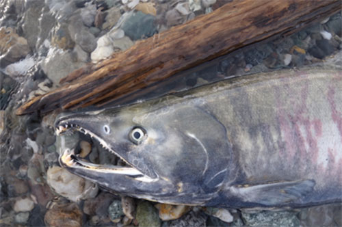Salmon nose deep into Alaska ecosystems