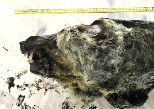 jpg A 32,000 year-old wolf skull from Yakutia from which a 12-fold coverage genome was sequenced as part of the study