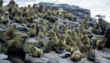 jpg fur seals