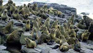 photo fur seal - click here