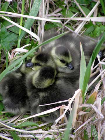 jpg goslings Nizki Alaska