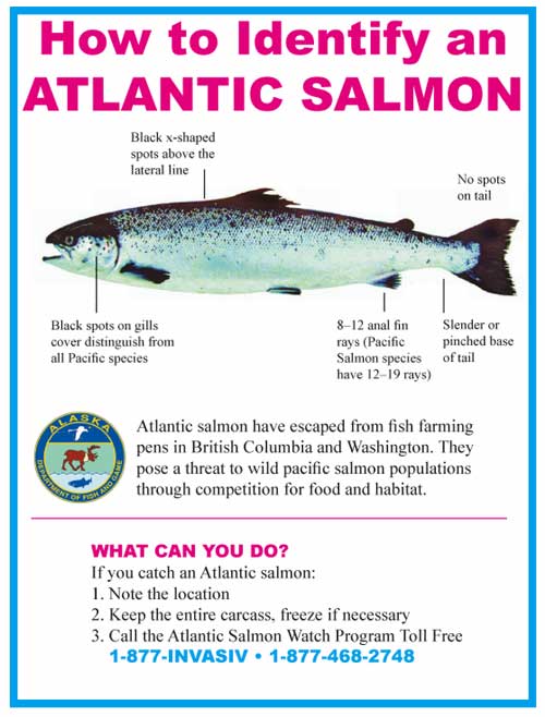 jpg how to id an Alantic Salmon