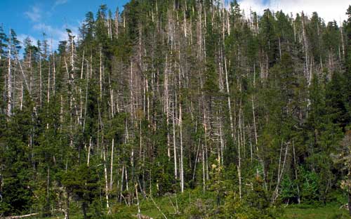 jpg yellow cedar decline