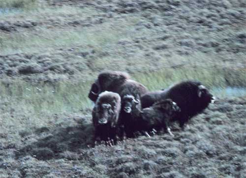 jpg Muskoxen