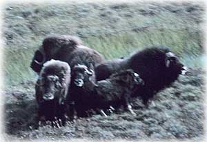 Musk Oxen