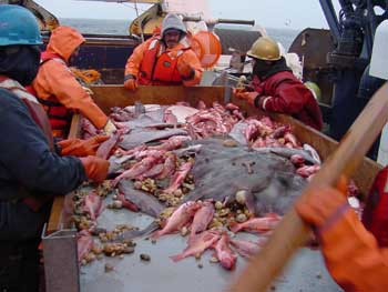 jpg sorting rockfish