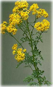 Invasive Plant Tansy Ragwort Blooming in Ketchikan