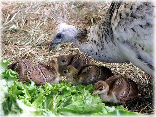 072405_peafowl.jpg