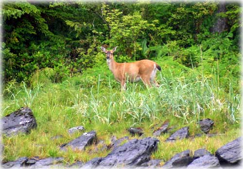 jpg Sitka black tail deer