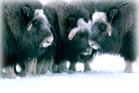 Musk oxen