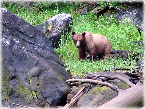 jpg Rudyerd Bay Brown Bear