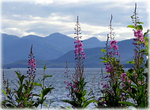 jpg Fireweed