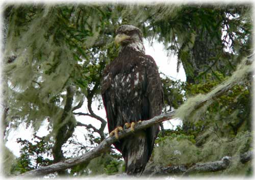 jpg Young Bald Eagle