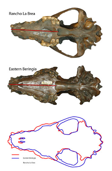 jpg wolf skulls