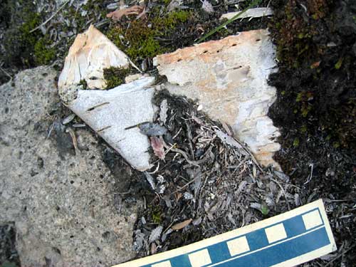 jpg 650-year old birch bark basket