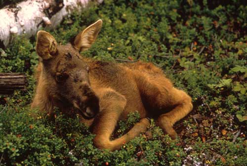 jpg Newborn moose calves fight very slim odds