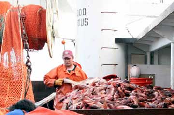 jpg Scientists from NOAA's Alaska Fisheries Science Center