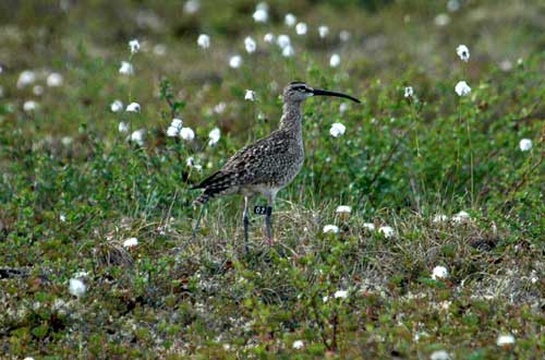 jpg A whimbrel at the Kanuti National Wildlife Refuge on June 14,2009. 