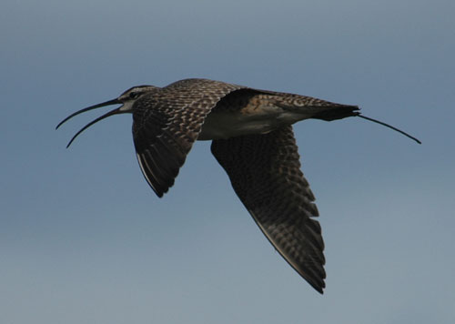 jpg Extending from the tail of the whimbrel is an antenna for a surgically implanted satellite transmitter.