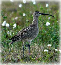 The flight of the Kanuti whimbrel