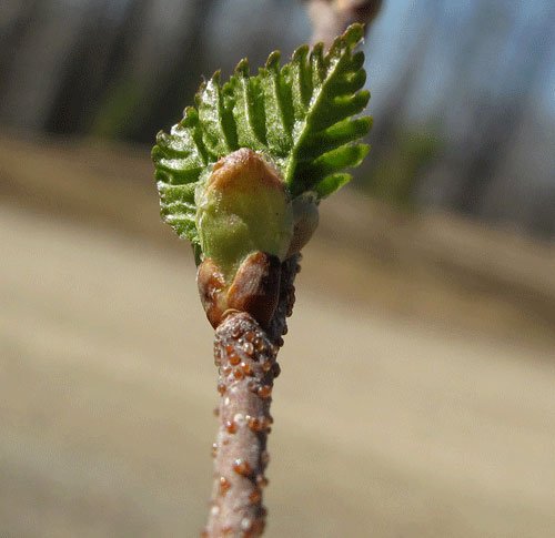 jpg A paper birch in springtime featuring beads of bitter resin on the twig. Ned Rozell photo.