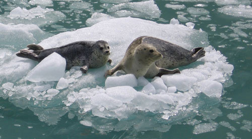 jpg Harbor seals rest on a berg in the Tracy Arms-Fords Terror Wilderness Area on the Tongass National Forest in Alaska.