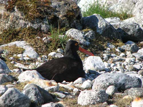 jpg Birds, like the oystercatcher show above, are part of the summer show of wildlife on the Tracy Arm-Fords Terror Wilderness.