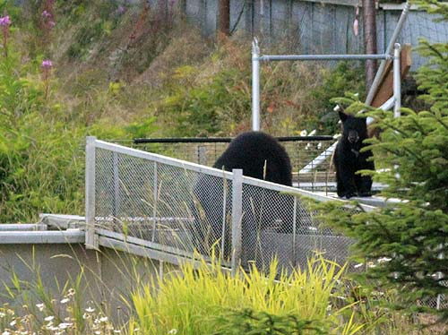 jpg Cub rescue