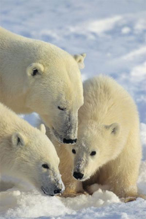 jpg Scientists Say Brown Bear was Ancestor of Polar Bears 