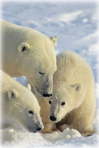 Scientists Say Brown Bear was Ancestor of Polar Bears
