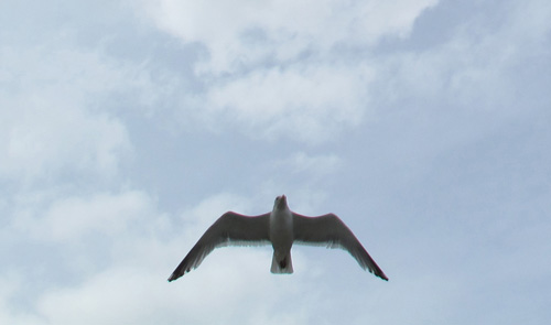 jpg Buzzed by the same bird?