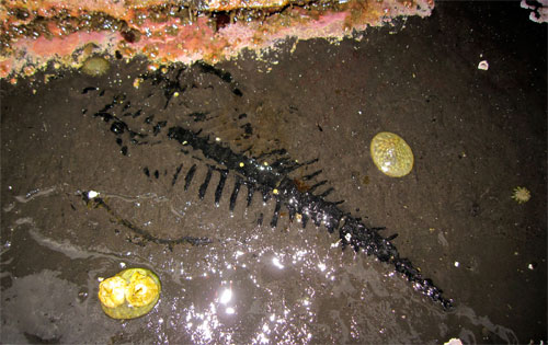Low Tide Reveals Rare Marine Reptile Fossile Find