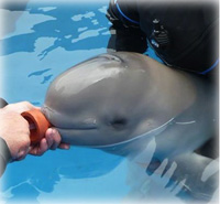 Beluga Whale Calf Rescued by the Alaska SeaLife Center