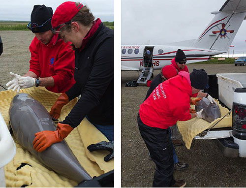 jpg Beluga Whale Calf Rescued by the Alaska SeaLife Center