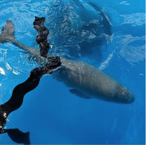 jpg The calf actively engaging today with enrichment items like this artificially kelp. The ”kelp” is actually car wash strips!