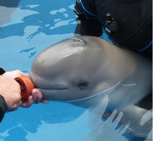 jpg Beluga Whale Calf Rescued by the Alaska SeaLife Center 