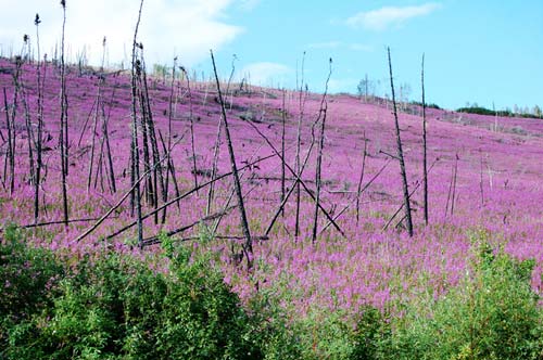 jpg Boreal Forests in Alaska Becoming More Flammable; Scientists are looking to the past to hlep project what may happen in the future