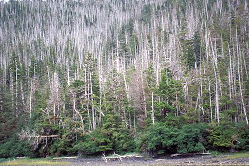 jpg Groups call for end to old-growth logging in SE Alaska & ESA protection for yellow cedar