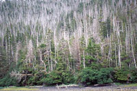 Groups call for end to old-growth logging in SE Alaska & ESA protection for yellow cedar 