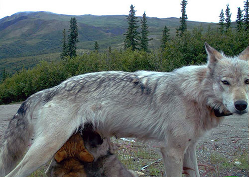 jpg A gray wolf nurses pups in Denali National Park and Preserve. 