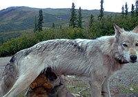 Wolf mother deaths threaten pack survival but not population 