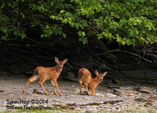 Front Page Photo By SUSAN HOYT