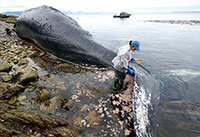 Scientists Perform Necropsy on Whale with Long History in Southeast Alaska -