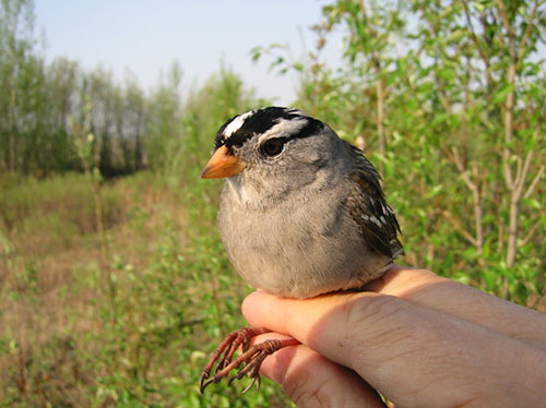 jpg Migrating Alaska sparrow perform despite lack of sleep