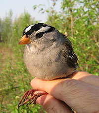 jpg Migrating Alaska sparrow perform despite lack of sleep