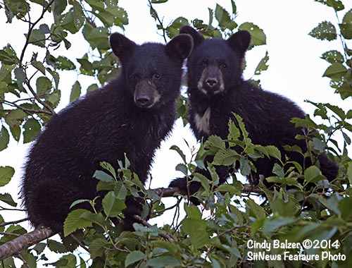 Front Page Photo By CINDY BALZER