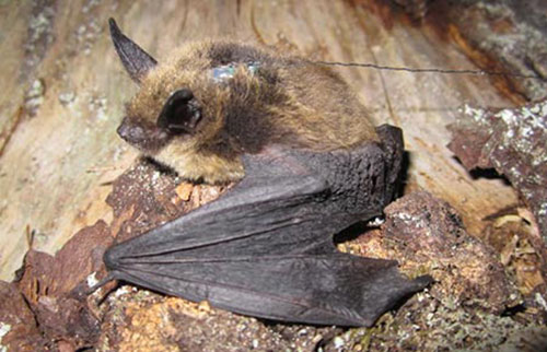 jpg Rabies Detected in Prince of Wales Island Keen’s Myotis Bat 