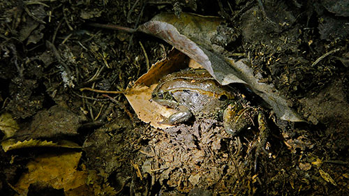 jpg Alaska frogs reach record lows in extreme temperature survival
