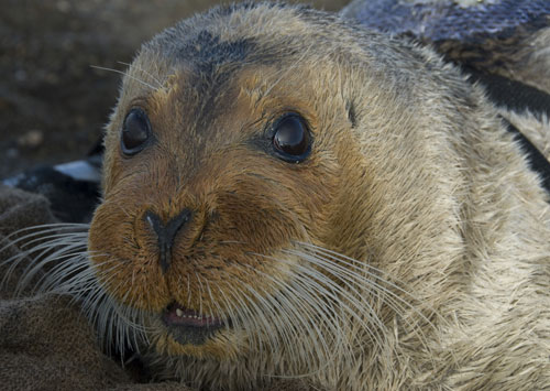 jpg Alaska Judge Rejects Bearded Seals' 'Threatened' Status 